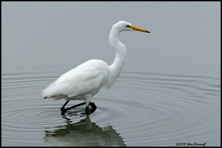 _0SB6445 great egret.jpg